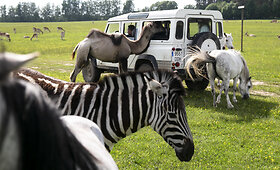 Safari parkas netoli Anyk&scaron;čių