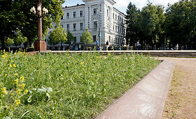 Vienoje pagrindinių Vilniaus aik&scaron;čių vietoj gėlių želia piktžolės