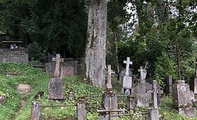 Kapavietes ardantis klevas Vilniaus Saulės kapinėse