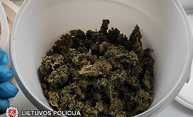 Ukmergės rajono policijos komisariato pareigūnai sulaikė kanapių augintojus