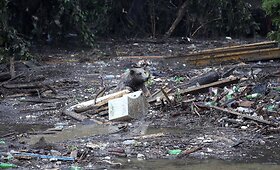 Tbilisio zoologijos sodo gyvūnai po pražūtingo potvynio