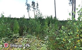 Irkinių kaime pareigūnai mi&scaron;ko kirtime aptiko kanapių daržą