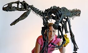 Aukcione Didžiojoje Britanijoje bus parduodamas dinozauro jauniklio skeletas