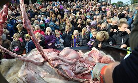 Danijos zoologijos sode skrodžiama liūtė