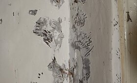 Černobylio flora ir fauna