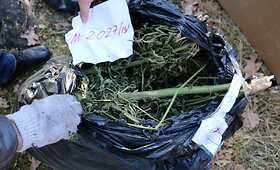 Kauno rajone naikinamos narkotinės medžiagos