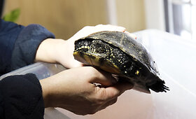 Balinių vėžlių migdymas Lietuvos zoologijos sode