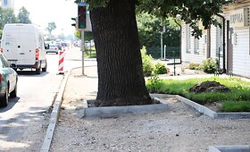 Garliavoje augantis &scaron;imtametis ąžuolas