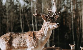 Perlinių danielių ūkis