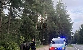 Kauno rajone paramedikai ir policija gelbėjo keliu įėjusį arklį