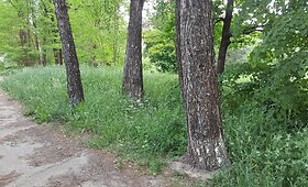 Netvarkomas R.Kalantos 145-ojo daugiabučio kiemas