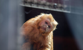 Lietuvos zoologijos sodo 82-asis sezono atidarymas