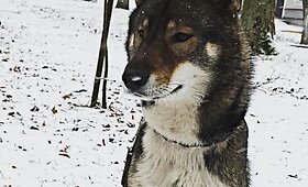 Liepos Norkevičienės &scaron;ikoku veislės &scaron;uo Riku