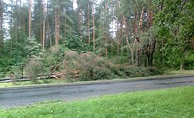Kleboni&scaron;kio mi&scaron;kas po audros Kaune galerija