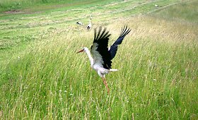 Fotokonkursas &bdquo;Žalia vasara&ldquo;: pasigrožėkite skaitytojų kadrais (IV)