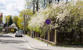 Kaukazinės slyvos baltai nudažė Vilnių