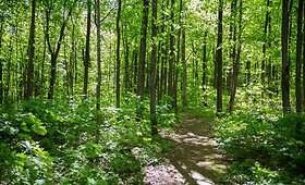 Saulėta diena jaukiame Verkių parke