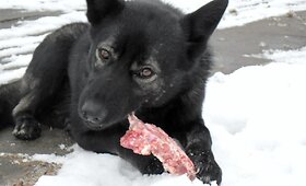 Draugi&scaron;kas ir sargus &scaron;unelis Lakis ie&scaron;ko &scaron;eimininkų