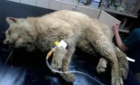  Insultas : Suteikime Karameliui &scaron;ansą