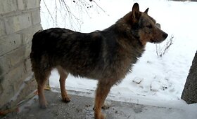 Labradoro mix Sanitarinėje tarnyboje