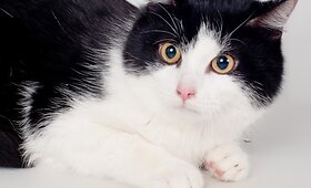 Reikalinga globa ir parama Žoriko gydymui