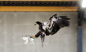 Dronus gaudys dresuojami ereliai