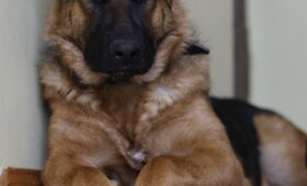 Dingo vokiečių aviganė