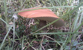 Raudonvir&scaron;ių armija
