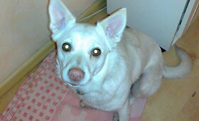 Rasta kalytė