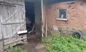 Kupi&scaron;kio rajono sodyboje aptikta kanapių plantacija