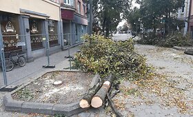 &Scaron;iauliuose pjaunami bulvaro medžiai