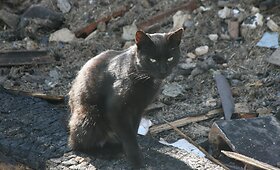 Jauna &scaron;eima po gaisro nenuleidžia rankų &ndash; nori atkurti savo namus