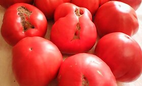 Skaitytojos Joanos &scaron;iltnamyje užaugę pomidorai dičkiai