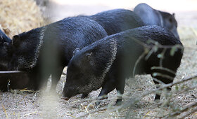 Zoologijos sode &ndash; gausu būrys jauniklių