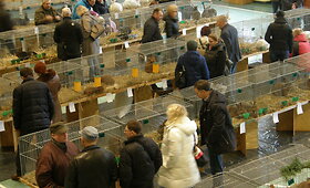 Akimirkos i&scaron; įvairių triu&scaron;ių parodų