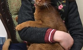 Viktorijos Jakučinskaitės katinas Hemingvėjus