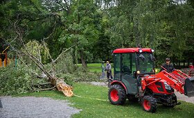 Nuvirtę medžiai Vingio parke