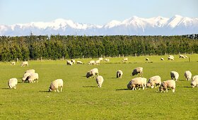 Kelionės po Naująją Zelandiją akimirkos (I dalis)
