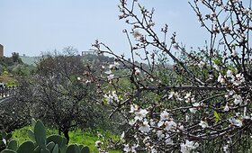 Migdolų žydėjimas Sicilijoje