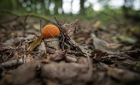 Albertas Barta&scaron;ius i&scaron; Migonių