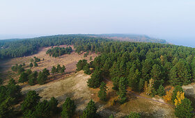 Avikalnis