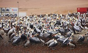 Kelionių po Peru &ndash; Boliviją akimirkos