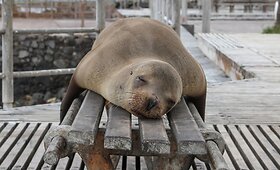 Kelionės po Kolumbiją, Ekvadorą, Galapagų salas akimirkos
