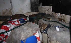 Rietave aptiktas naminukės fabrikas