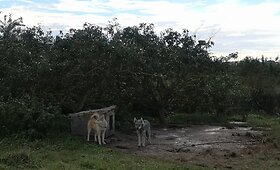 Kėdainių rajone aptikta gyvūnų veisykla