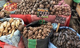 Dakaro dalyvių maitinimas: ko pietums galite tikėtis Peru?