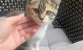 Į Inetos ir Ąžuolo Žvagulių namus netikėtai atkeliavo katytė