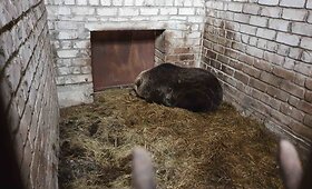Lietuvoje steigiamas pirmasis me&scaron;kų rezervatas