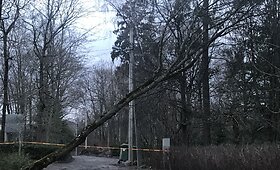 Vilniuje ant elektros laidų užvirtęs medis