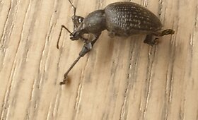 Į Lietuvą pateko nauja vabalų rū&scaron;is &ndash; Otorhynchus armadillo